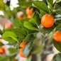 Faux Tangerine Tree, Choose Your Size
